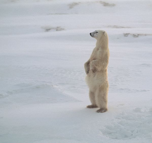 Polar_Bear_Standing_600.jpg