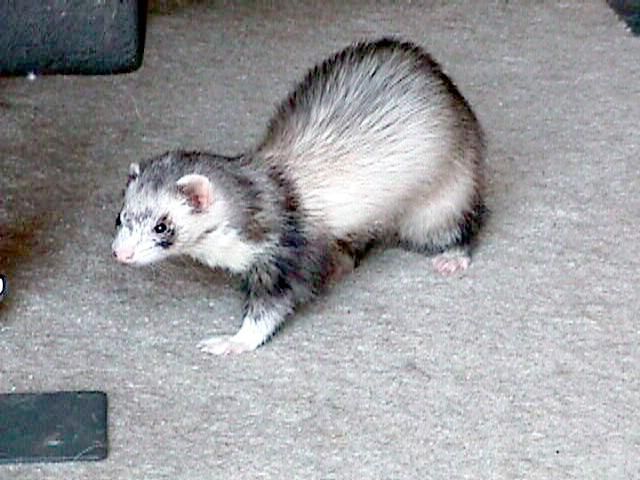 SY_silver_ferret1-by_Sam_Young.jpg