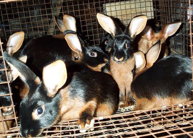 tan_bunnies.jpg