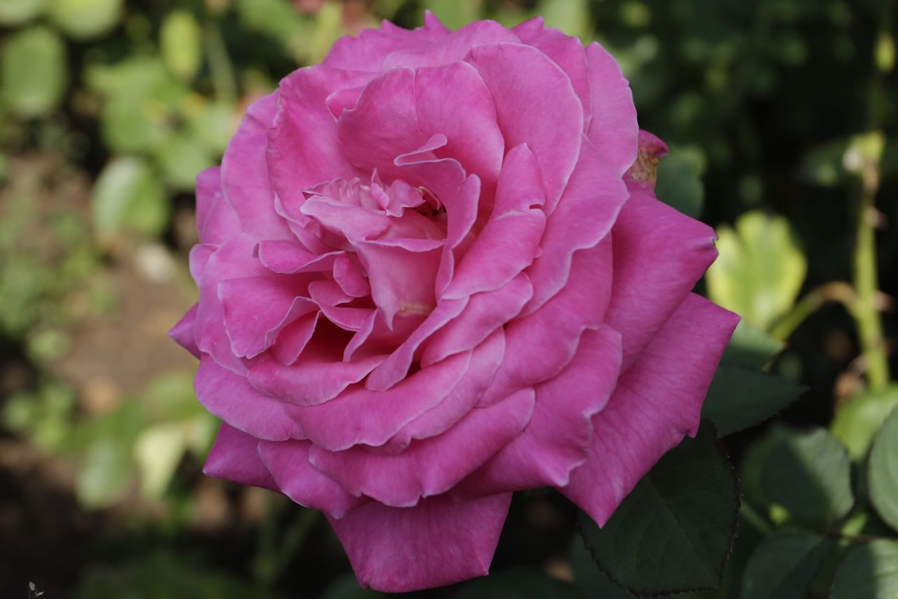 IMAGE: http://i637.photobucket.com/albums/uu92/mcowens83/_MG_0836-2.jpg