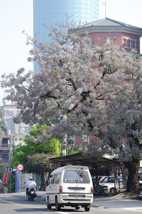台南‧3茶館 ‧ 苦苓