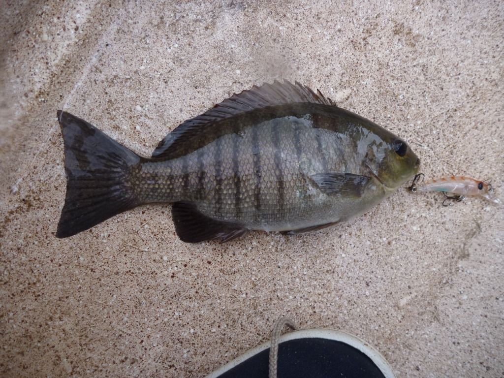 A sandgroper addicts his Dad to surface breaming in the Minnamurra River The adventures of