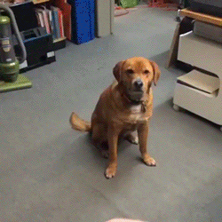 dog-can-catch1_zps6c2889e6.gif