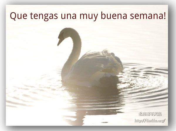 swan_10