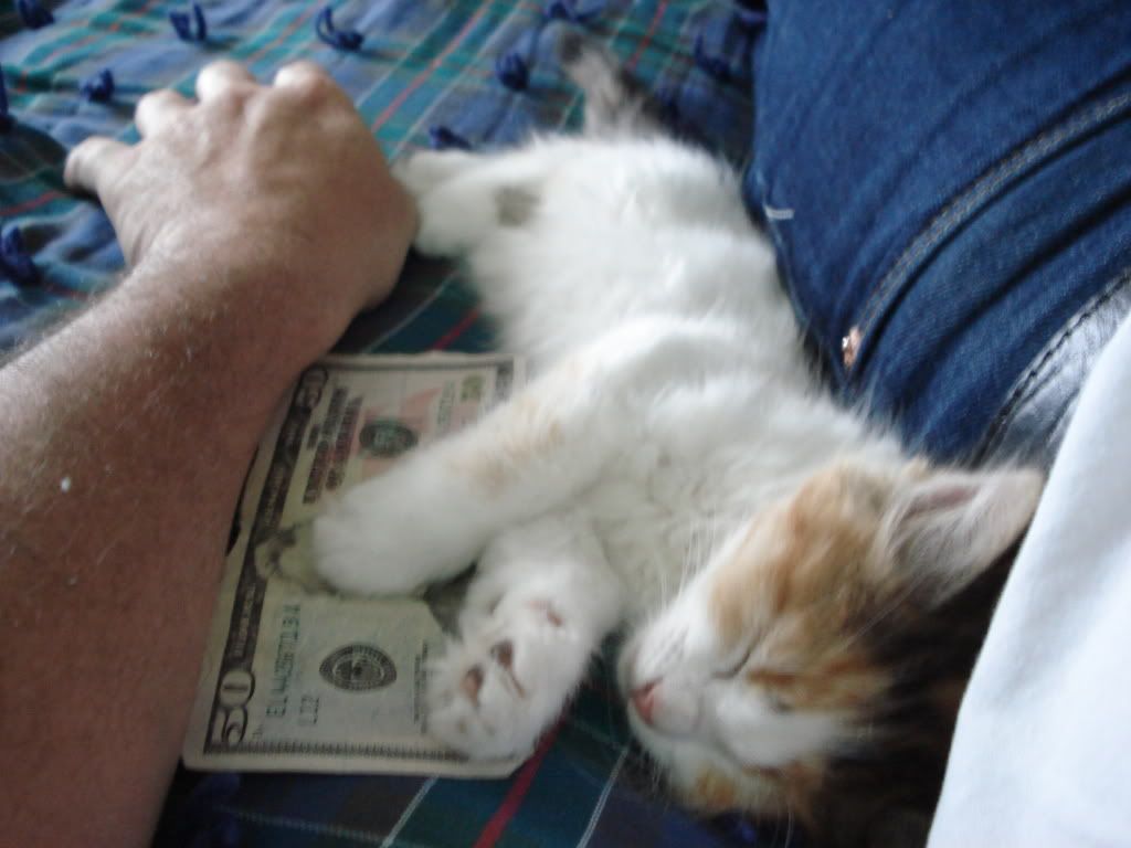 Garfield the Kitten $bill