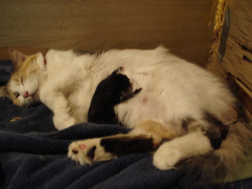 Garfield and her first surviving kitten nursing.