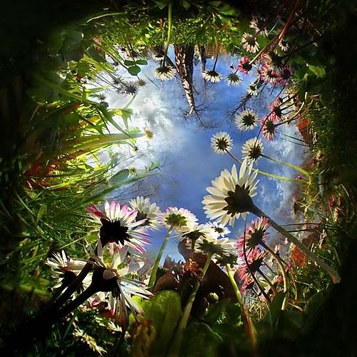 photographicflowers.jpg